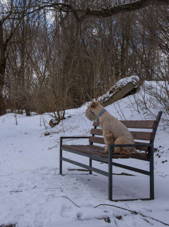 Irish soft coated wheaten terrier. A red-haired dog sits on a bench and looks into the distance. Cloudy winter landscape with a pet.の写真素材