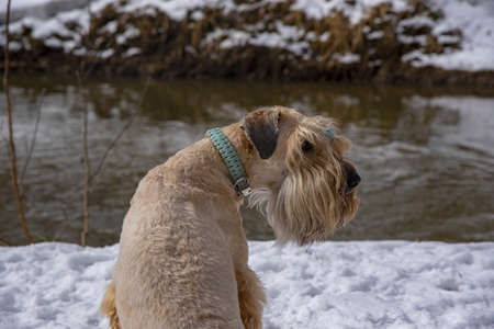 Irish soft coated wheaten terrier. A red-haired dog is sitting on a snow-covered bank above the river.の写真素材