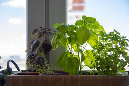 Different varieties of basil grow in a wooden box on the windowsill.の写真素材