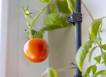 A bright red tomato has ripened on the windowsill as a houseplant. vegetable garden on the balcony.の写真素材