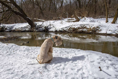 Irish soft coated wheaten terrier. A red-haired dog is sitting on a snow-covered bank above the river.の写真素材