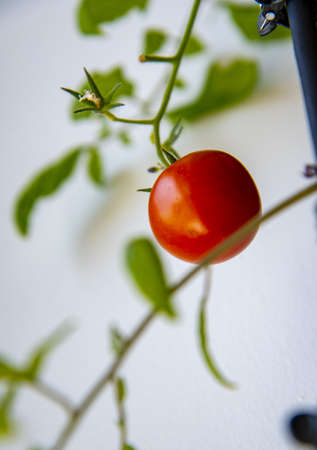A bright red tomato has ripened on the windowsill as a houseplant. vegetable garden on the balcony.の写真素材