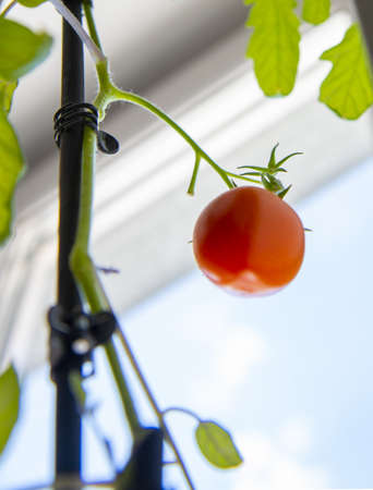 A bright red tomato has ripened on the windowsill as a houseplant. vegetable garden on the balcony.の写真素材