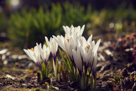 Delicate white crocuses on a flower bed. Floral background, spring mood.