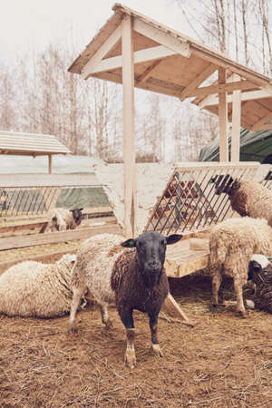 A herd of dirty sheep at a hay trough on a livestock farm on a cloudy spring day.の写真素材