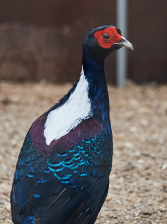 Portrait of a silver pheasant. The bird stars intentionally into the camera.の写真素材