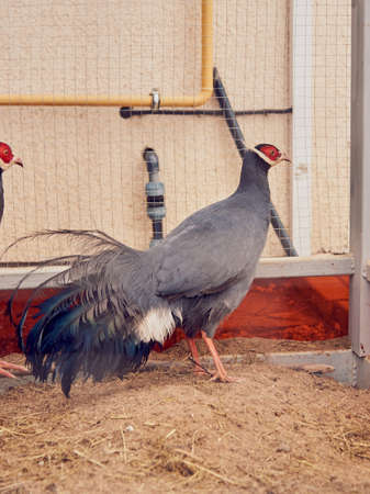 A large gray pheasant with a red head behind bars on a livestock farm.の写真素材