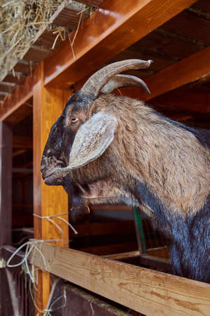 Portrait of a huge brown goat looking out of a stall on a livestock farm.の写真素材