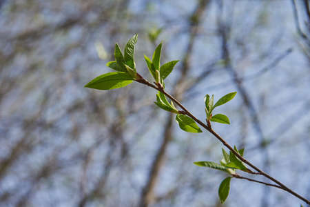 A bird cherry branch with delicate spring leaves on a blurry background. Spring time.の写真素材