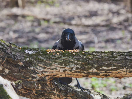 An ordinary crow sits on a tree branch and eats corn grains.の写真素材