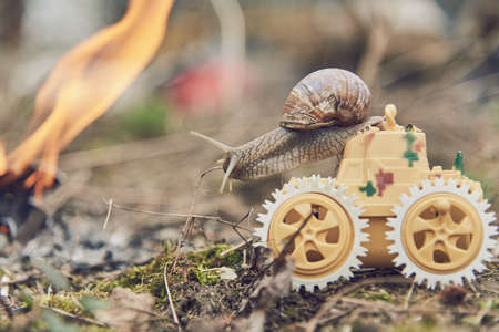 An ordinary garden snail on a toy tank against the background of nature. Funny photo.の写真素材