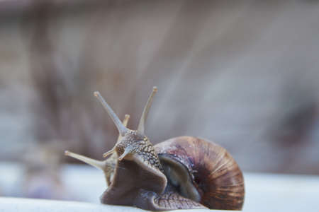 An ordinary large garden snail with antennae peeks out of a plastic bucket.