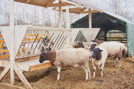 A herd of dirty sheep at a hay trough on a livestock farm on a cloudy spring day.の写真素材