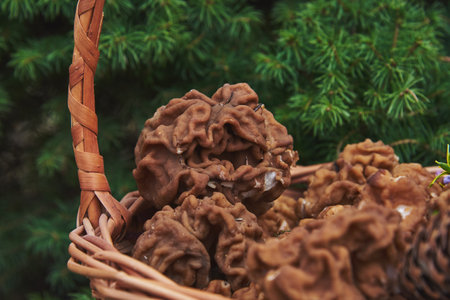 A wicker basket full of spring mushrooms stands on a birch stump near a fluffy spruce.の写真素材