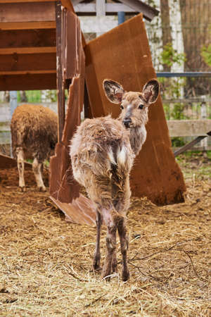 A small disheveled deer stands in the same pen with sheep.の写真素材