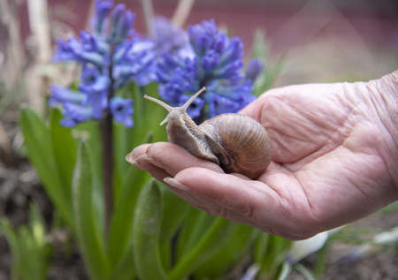 A large garden snail crawls on the arm of an elderly woman.