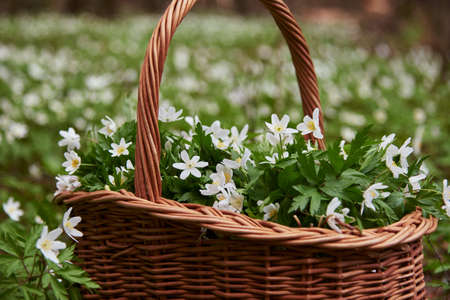 Forest anemones primroses in a wicker basket in a clearing.の写真素材