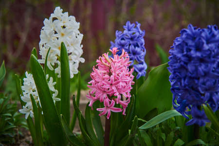 Bright multicolored large hyacinths grow in a flower bed. Spring bulbous primroses.の写真素材