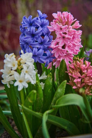 Bright multicolored large hyacinths grow in a flower bed. Spring bulbous primroses.の写真素材