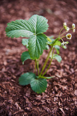 A bush of garden strawberries grows flowering on a bed sprinkled with mulch.の写真素材