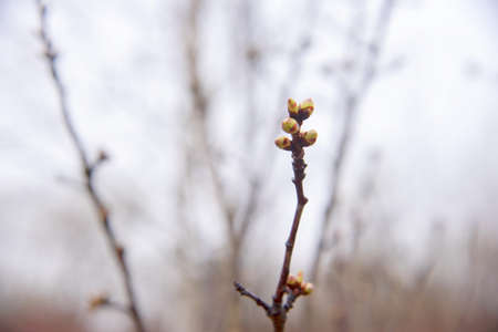 A tree branch with green swollen buds on a blurry background.の写真素材