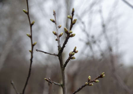 A tree branch with green swollen buds on a blurry background.の写真素材