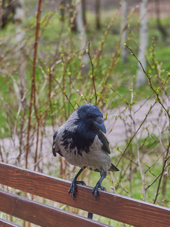 An ordinary crow sits on a bench in a public park. bird watching.の写真素材