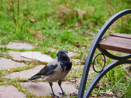 An ordinary crow sits at a bench on a path in a public park. bird watching.の写真素材