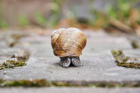 A large ordinary garden snail crawls along an asphalt path.の写真素材