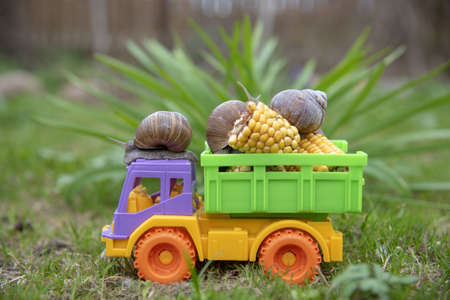 A series of photos of one day in the life of snails. Garden Snails are transporting a corn crop on a multi-colored truck.の写真素材