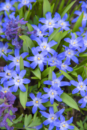 Full frame spring blue bulbous flowers, Chionodox, as a backdrop. Greeting card, floral background, design.の写真素材