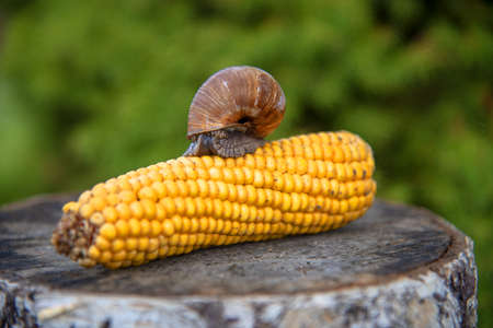A large ordinary garden snail crawls on a corn cob.の写真素材
