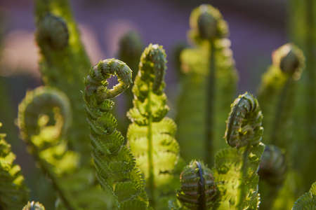 Twisted young fern leaves. Selective focus on individual leaves. floral background.の写真素材