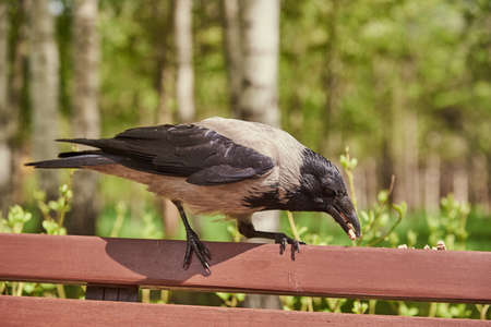 An ordinary crow eats something on a bench in a public park. Bird watching.の写真素材