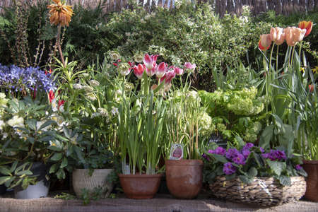 Many ceramic pots with bright spring flowers are arranged in a row.の写真素材