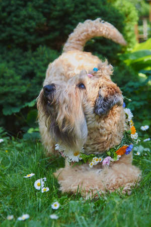 Fluffy Dog of the Irish soft coated wheaten terrier breed in a wreath of bright flowers in a green clearing.の写真素材