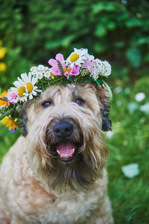 Fluffy Dog of the Irish soft coated wheaten terrier breed in a wreath of bright flowers in a green...