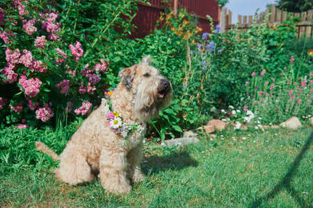 Fluffy Dog of the Irish soft coated wheaten terrier breed in a wreath of bright flowers in a green clearing.の写真素材