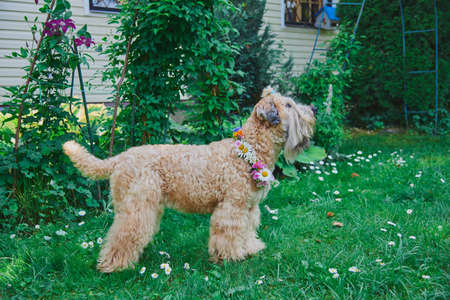 Fluffy Dog of the Irish soft coated wheaten terrier breed in a wreath of bright flowers in a green clearing.の写真素材