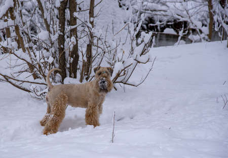 Irish Soft Coated wheaten terrier.Fluffy golden dog on a walk in a snowy park.の写真素材