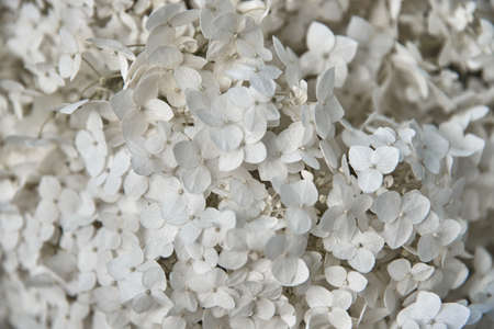 Full frame white hydrangea as a backdrop. Floral background, copy space, design. A greeting card. Selective focus on individual flowers.の写真素材