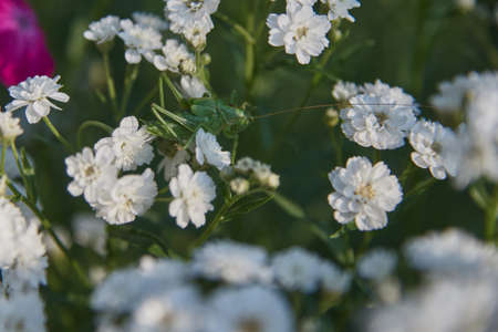 Full frame blooming gypsophila. Green locusts sit on white flowers.の写真素材