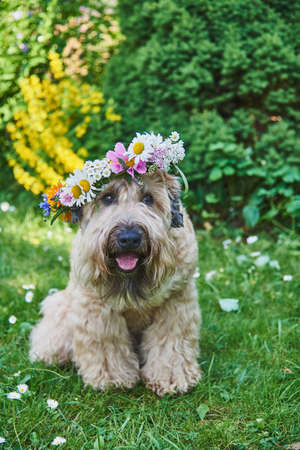 Fluffy Dog of the Irish soft coated wheaten terrier breed in a wreath of bright flowers in a green clearing.の写真素材