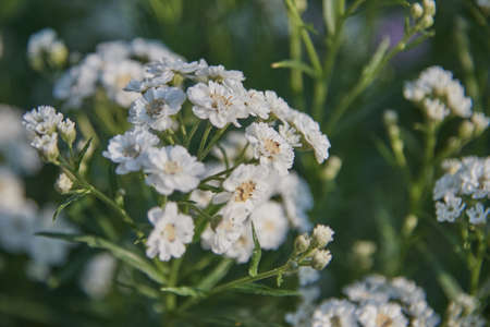 White double gypsophila flowers on a background of green foliage.の写真素材