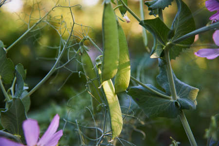 Delicious pea pods on a branch on a blurry background.の写真素材