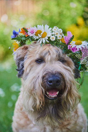 Fluffy Dog of the Irish soft coated wheaten terrier breed in a wreath of bright flowers in a green clearing.の写真素材
