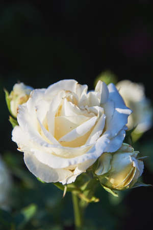 White fragrant rose with buds close-up on a dark background.の写真素材
