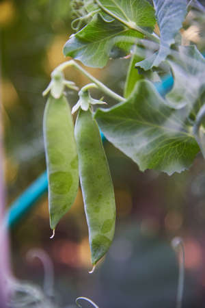 Delicious pea pods on a branch on a blurry background.