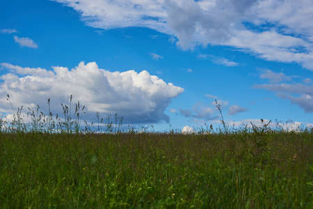 A green meadow under a bright blue sky with thick white clouds. summer landscape.の写真素材