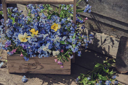 A wooden box with blue forget-me-nots, illuminated by the sun. Tinted photo, floral background.の写真素材